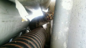 気付いたにゃ