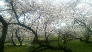 2017桜