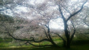 2017桜2