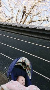 はるぴーとさくら