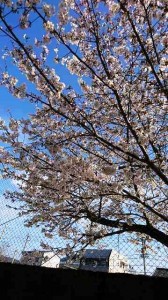 さくらさくら~