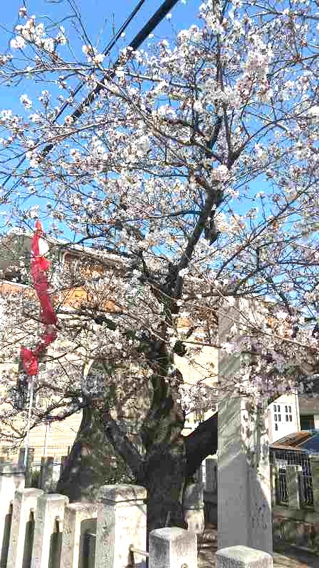 桜の季節だ！４月ティーズ